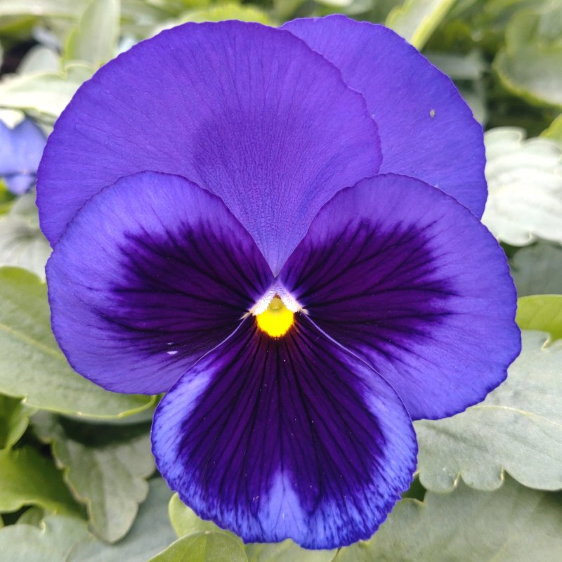 BEDD PansyBlueBlotch