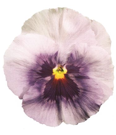 BEDAUTUMNPANSYLAVENDERSPLASHLARGE
