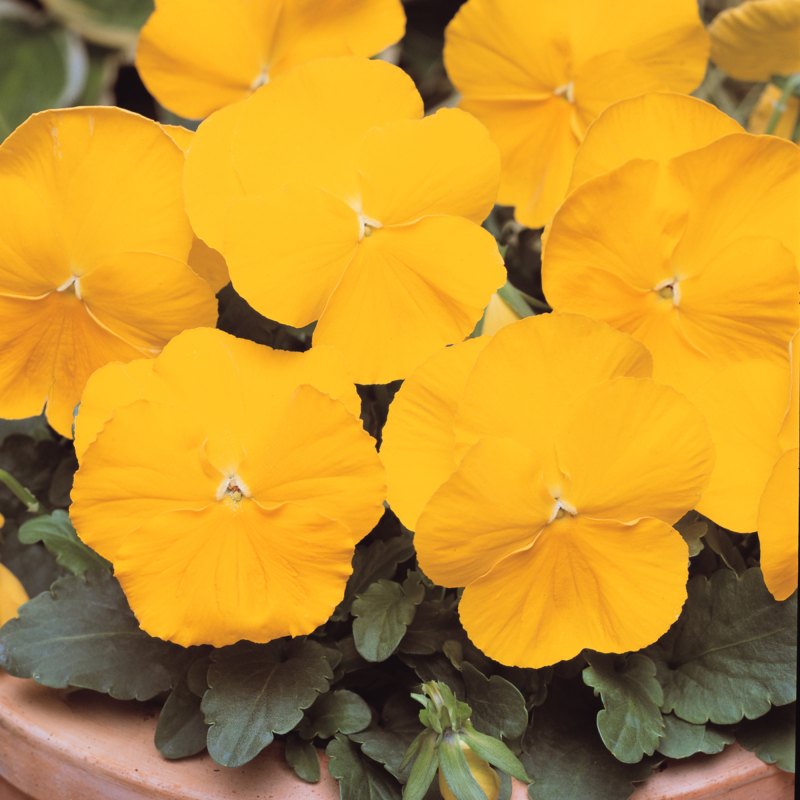 BEDDAUTPansyMatrixPureYellow