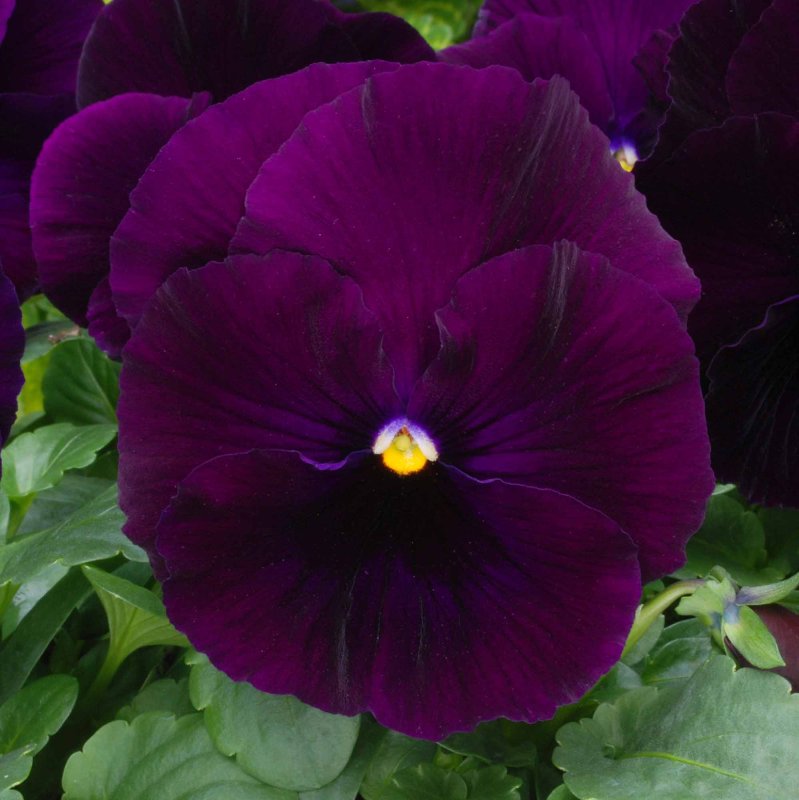BEDDAUTPansyMatrixPurple1