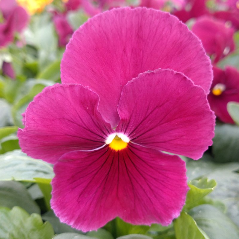 BEDD PansyMatrixRose