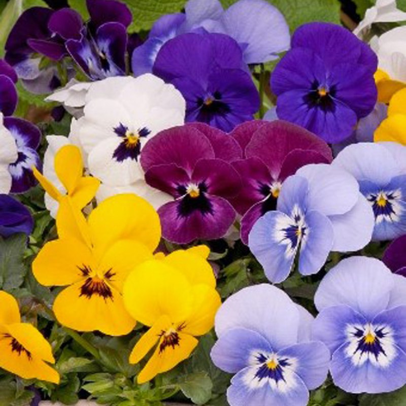 BEDD_AUT_Viola_Babyface_Mix