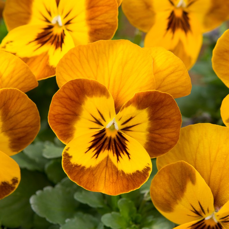 BEDD_AUT_Viola_Sorbet_XP_Honeybee_Bloom_46019
