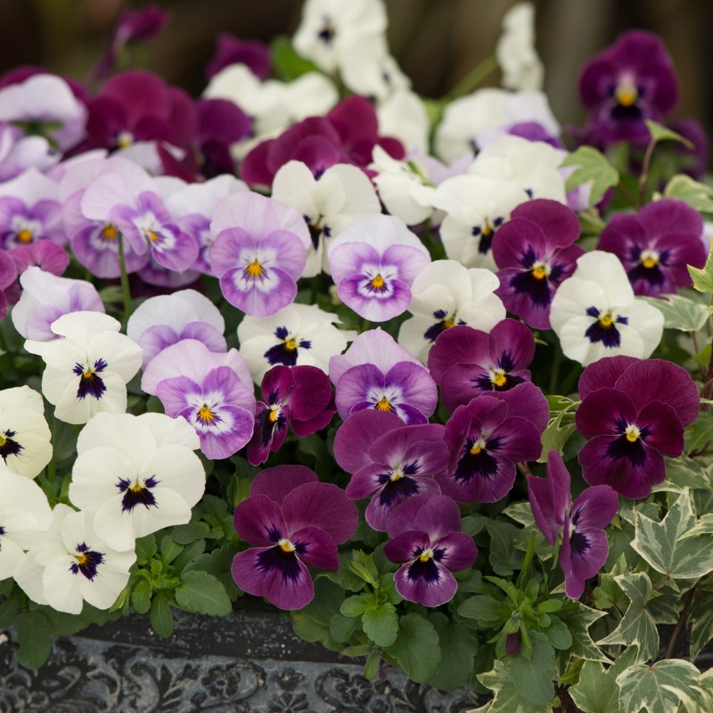 BEDDAUTUMNViola Sorbet XP Raspberry Sundae MixedSQUARE