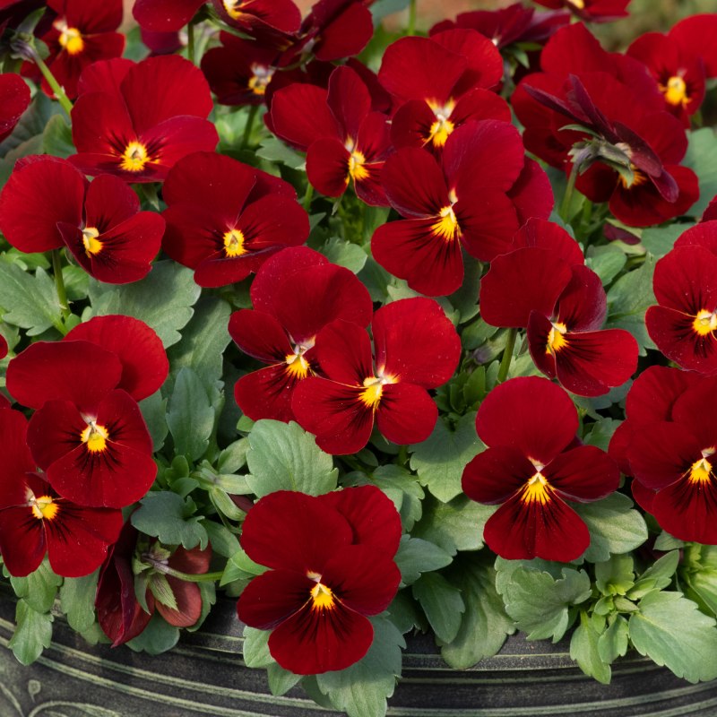 BEDD VIOLA SORBET XP RED_Bloom_Bloom