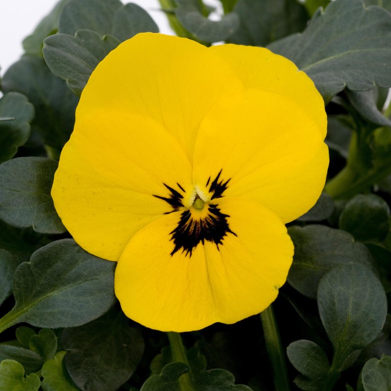 BEDD Viola_Sorbet_xp_Yellow_blotch_Bloom