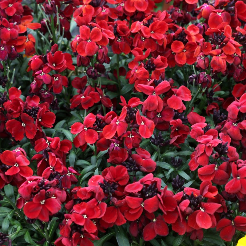 BEDDAUTUMNWallflower Sugar Rush RedSQUARE
