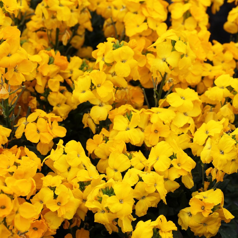 BEDD_AUT_Wallflower_Sugar_Rush_Yellow_Bloom_46374