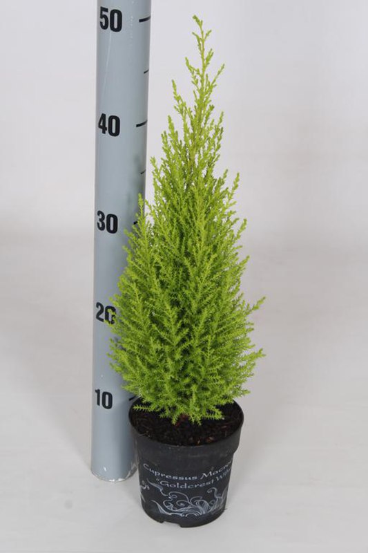 BEDD Cupressus macr. Goldcrest Wilma 12cm