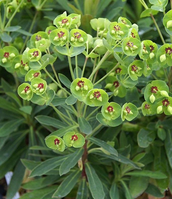 PEREuphorbia x martini Tiny Tim