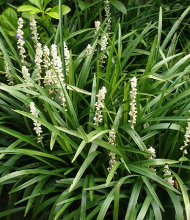 PERLIRIOPEMONROEWHITELARGE