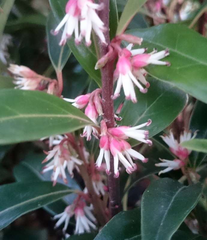 SHRUBSarcococcaWinterStem