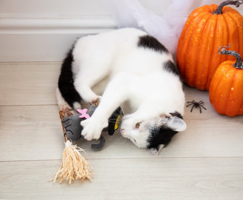 Witchy Kitty Witchy Kitty