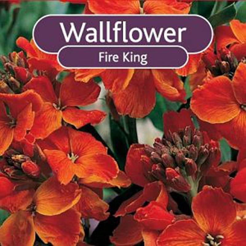 WallflowerFireKing