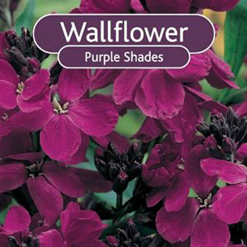 WallflowerPurpleShades