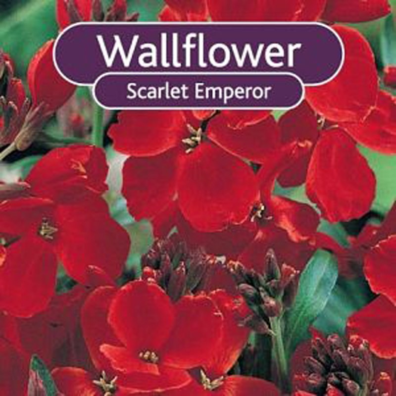 WallflowerScarletEmperor