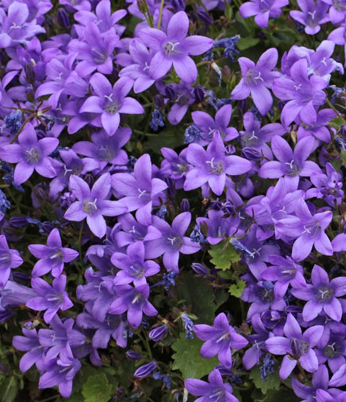 ALPCampanulaportCatharina