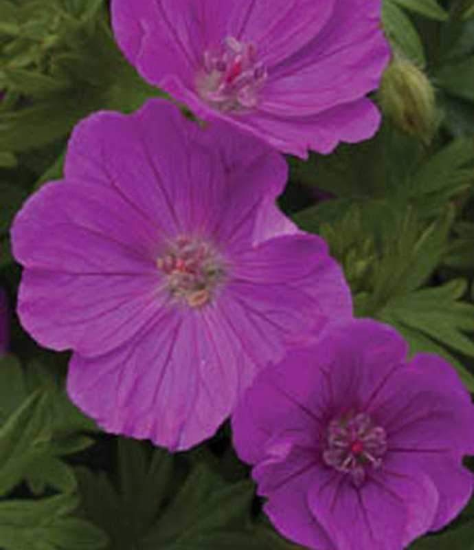 ALPGeraniumSanguineumVisionViolet