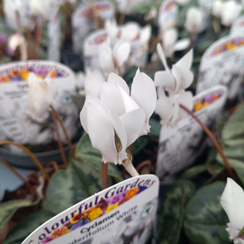 BULBCyclamenHederifoliumWhite