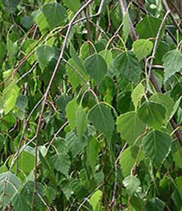 TREEBETULAPENDULAYOUNGIILARGE