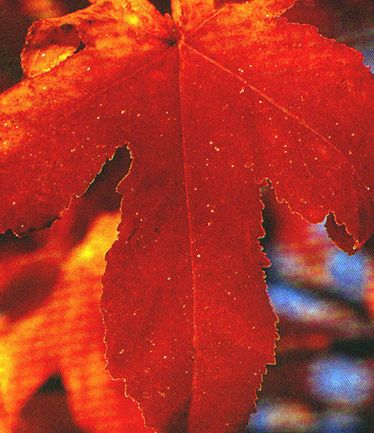 TREELIQUIDAMBERWORPLESDONLARGE
