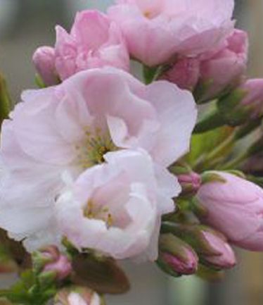TREEPRUNUSAMANOGOWALARGE