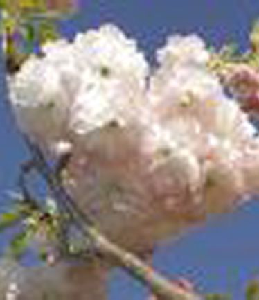 TREEPRUNUSLITTLEPINKPERFECTIONLARGE
