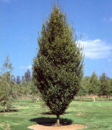 TREECARPINUSBETULUSFASTIGIATALARGE