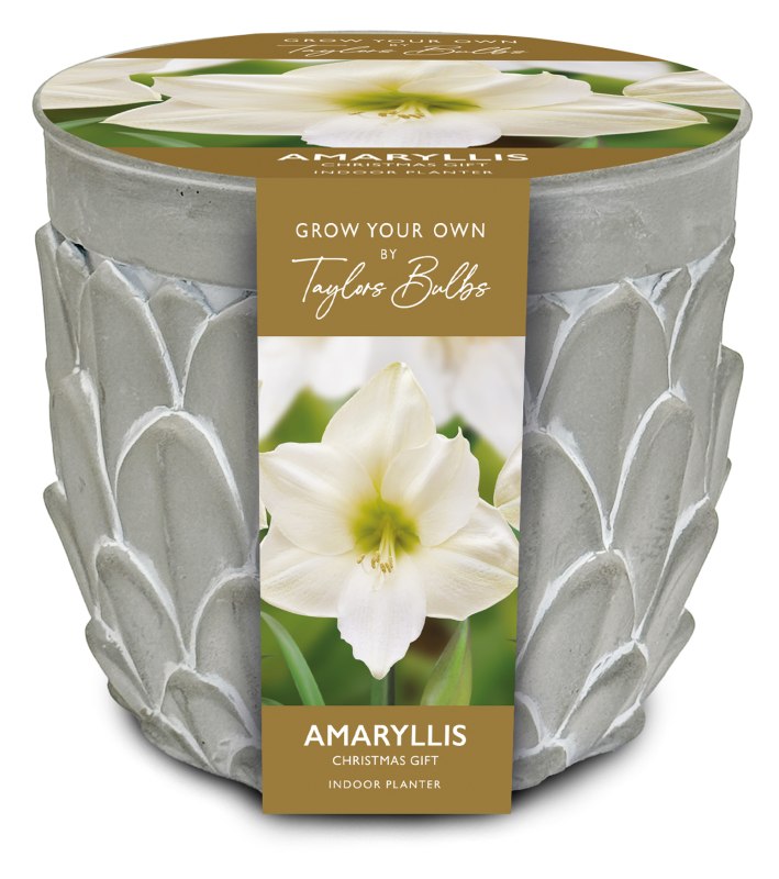 AP73-Amaryllis-Stone-Planter