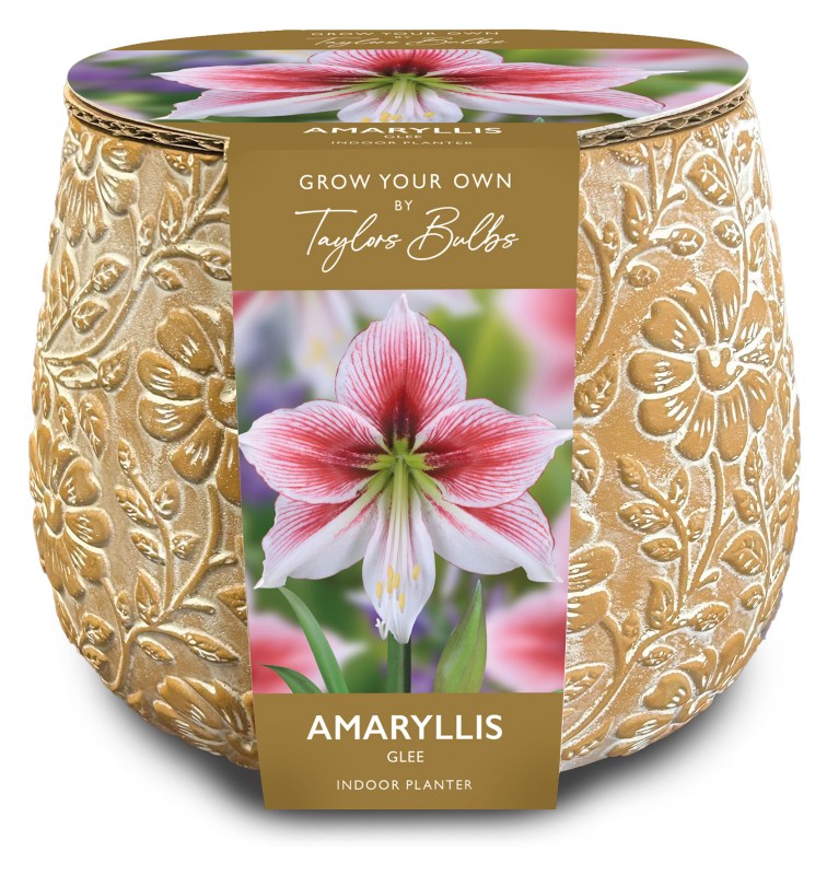 AH38-Embossed-Terracotta-Amaryllis