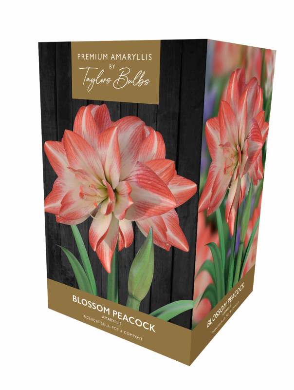 AP93B Blossom Peacock