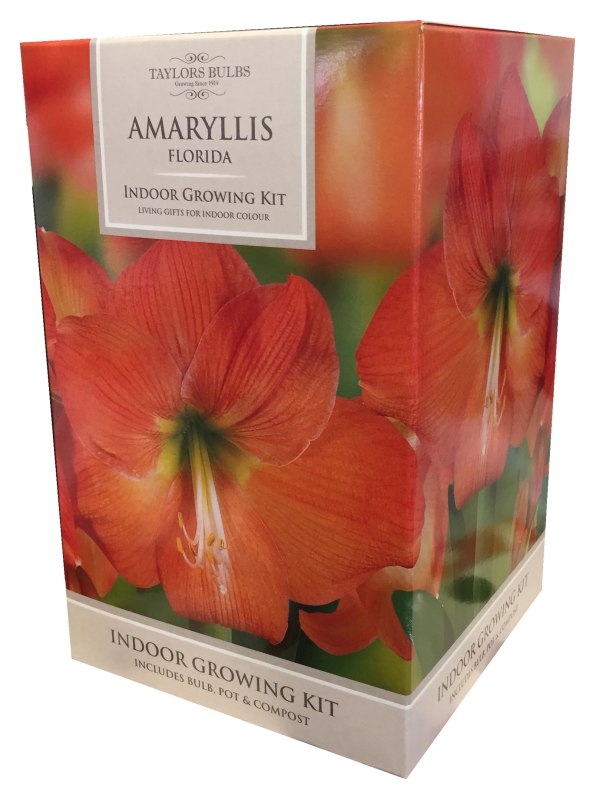 049AP84e Amaryllis ORANGE