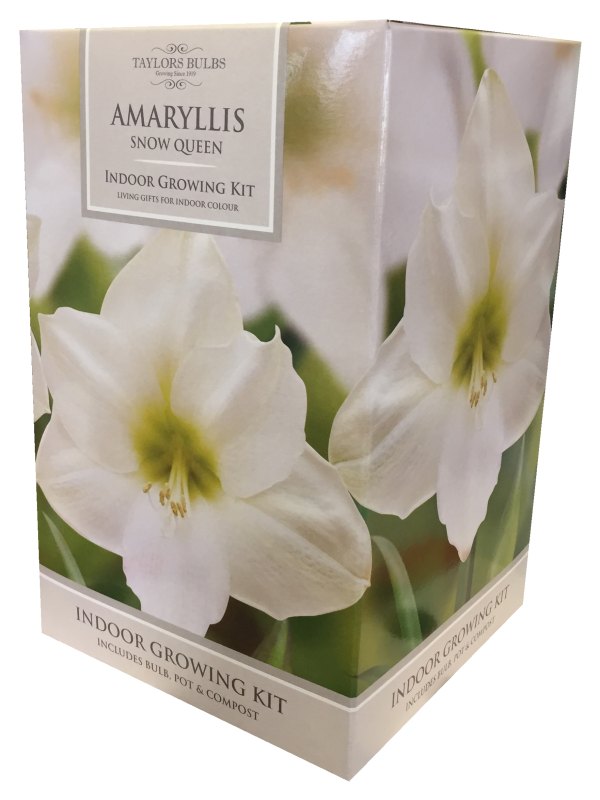 047AP84c Amaryllis WHITE