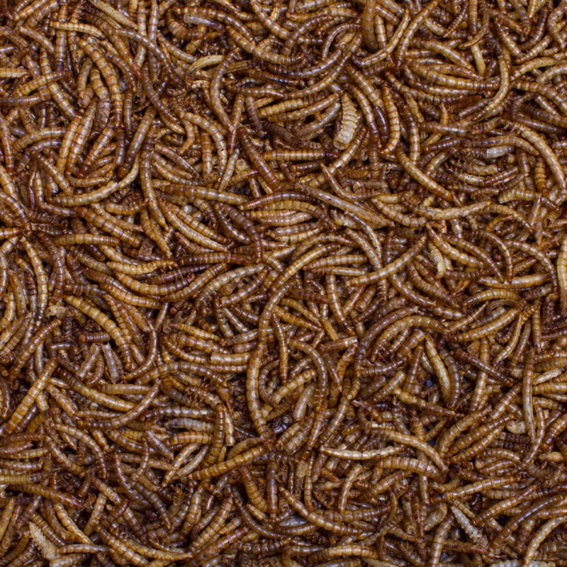 WORM12-1