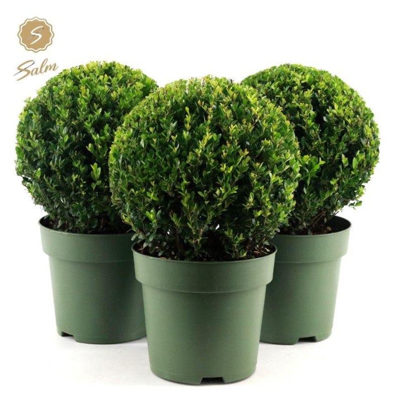 SHRUB Ilex cr. Jenny 32cm 6L