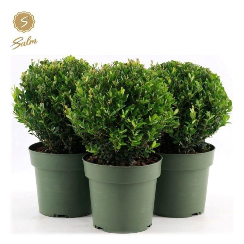 SHRUB Ilex cr. Jenny 20cm 2L