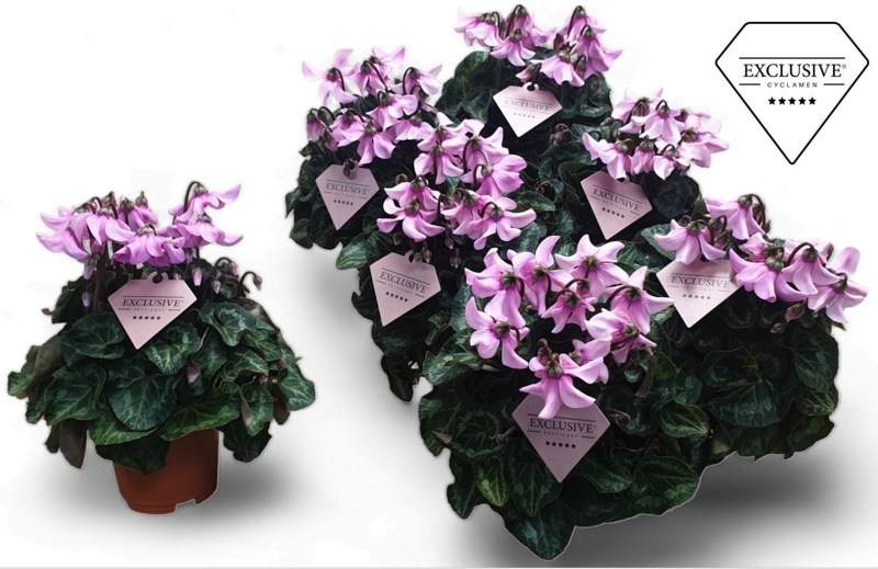 Cyclamen Exclusive Petticoat Lightpink 10cm