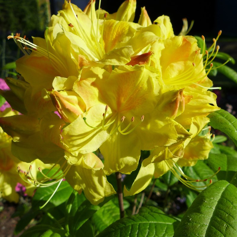 AZALEA Deciduous Golden Sunset LARGE