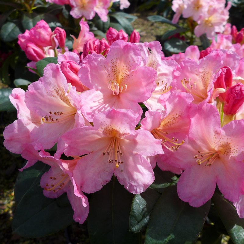 RHODOYAKPercy Wiseman LARGE