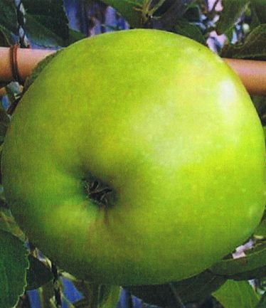 FRUITAPPLEBOUNTIFULLARGE