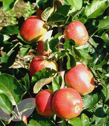FRUITAPPLEBRAEBURNLARGE