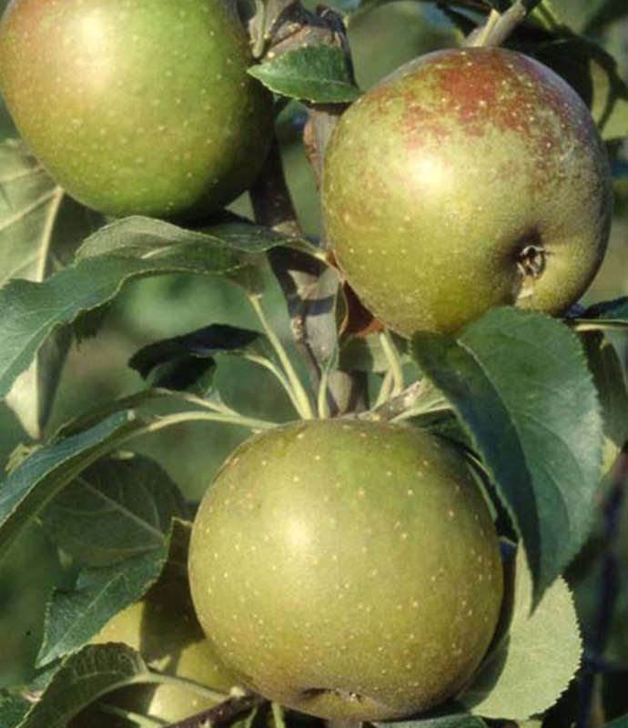 FRUITAppleEgremontRussetLARGE