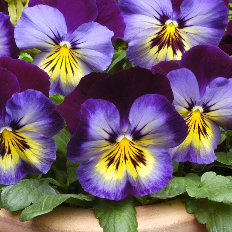 BEDDAUTUMNPansy Matrix Midnight GlowSQUARE