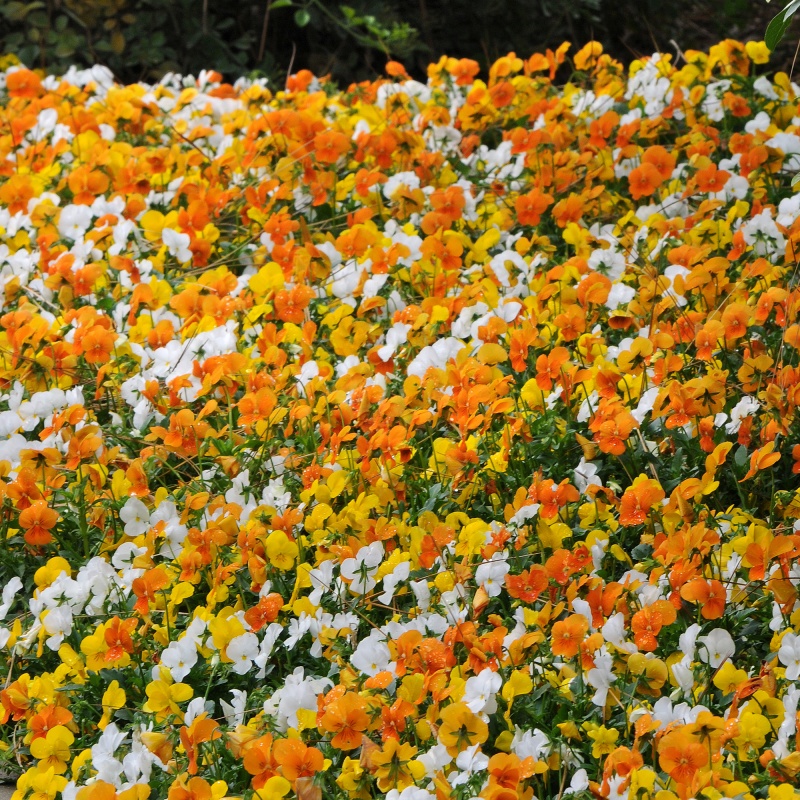 BEDD_AUT_Viola_Sorbet_XP_Citrus_Mix_Landscape_47904