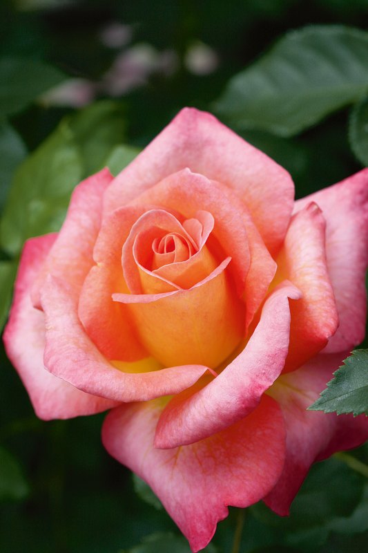 Rosa Inspiration