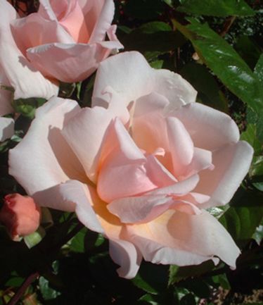 ROSEALBERTINELARGE