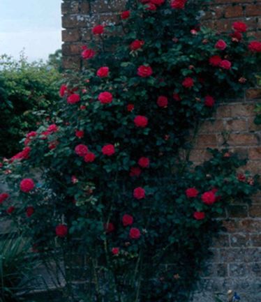 ROSEGLORIANALARGE