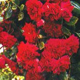 ROSERAMBLERCRIMSONSHOWERMID