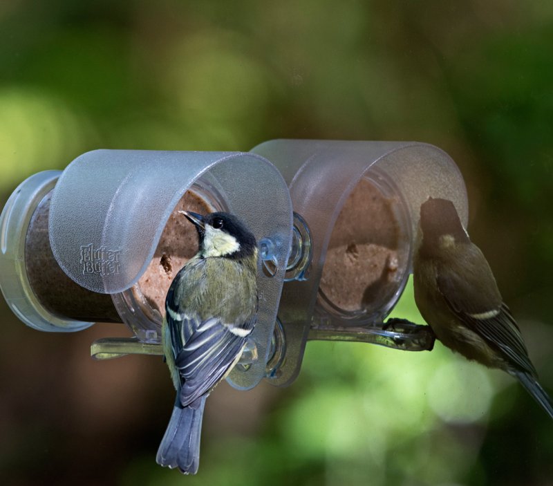 Flutter Butter Window Feeder (FBW-1)