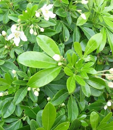 SHRUBCHOISYATERNATALARGE